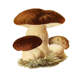 mushrooms